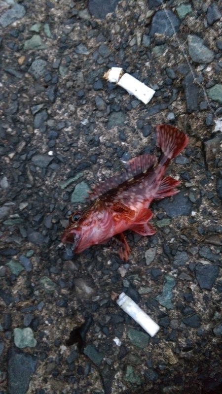 またなんとか釣れました